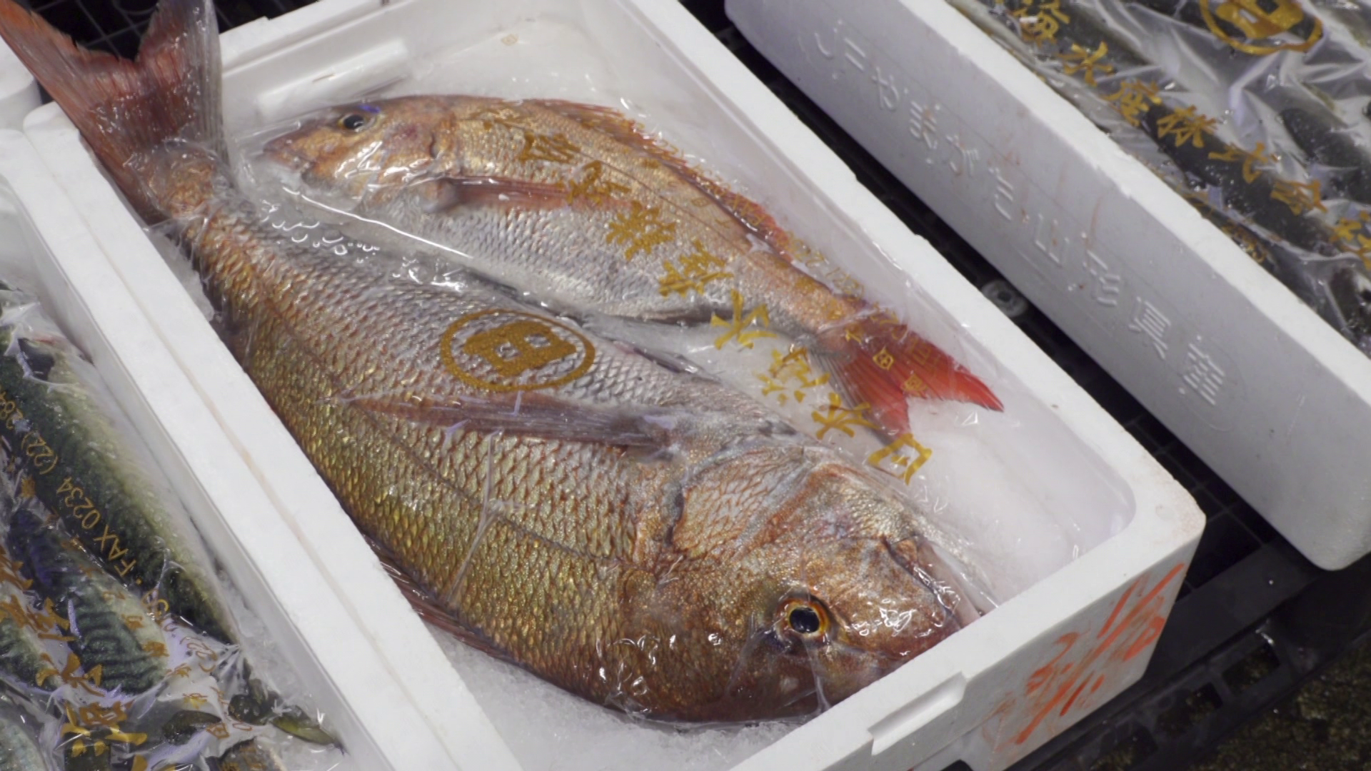 Hawaii Goes Fishing on Spectrum OC16