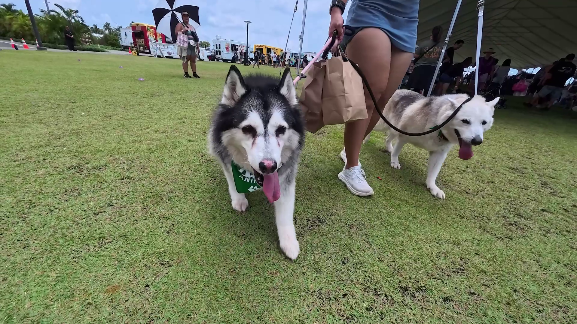 The Pet Hui on Spectrum OC16